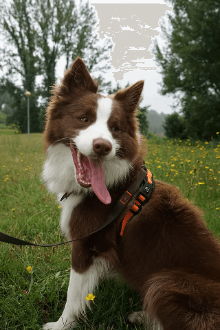 And love animals. This is 'Tofu'. My dog.